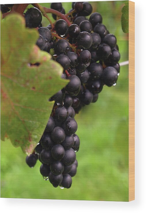 Grapes Wood Print featuring the photograph Shalestone - 9 by Jeffrey Peterson