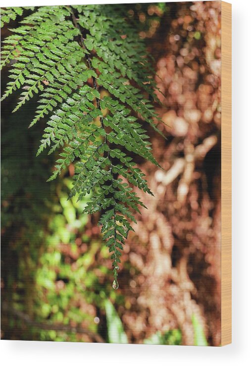 Ferns Wood Print featuring the photograph Single fern close up by Martin Smith