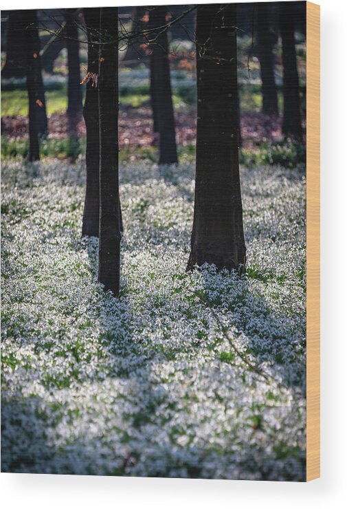 Spring Wood Print featuring the photograph Snowdrop Carpet by Framing Places