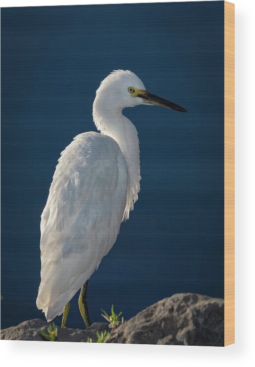 Snowy White Egret Wood Print featuring the photograph Snowy White Egret 5 by Rick Mosher