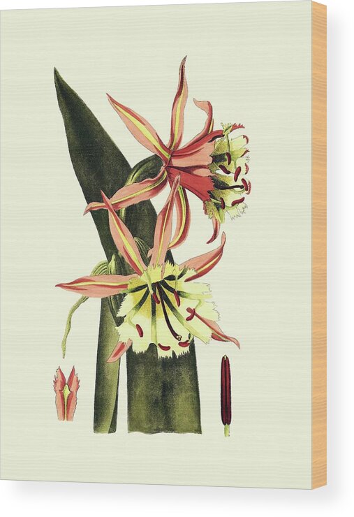 Botanical & Floral Wood Print featuring the painting Striking Beauty I by Vision Studio