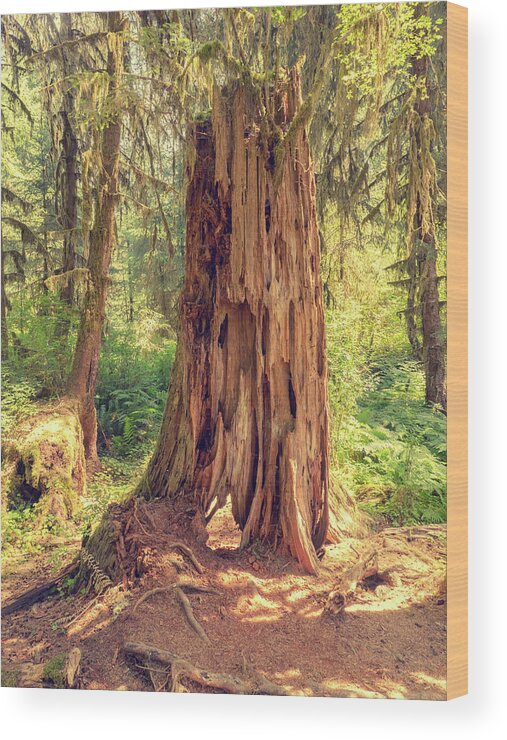 Stone Wood Print featuring the photograph Stump in the Rainforest by Kyle Lee