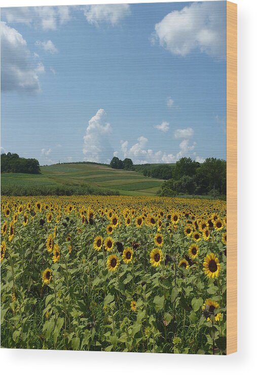 Sunflower Wood Print featuring the photograph Standing tall in Lyman Orchards by Patricia Caron