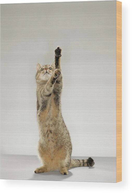 Pets Wood Print featuring the photograph Tabby Cat Standing On Hind Legs With by Michael Blann