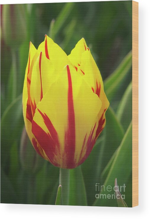 Botanical Wood Print featuring the photograph Tulip (tulipa 'mickey Mouse') by Nick Wiseman/science Photo Library