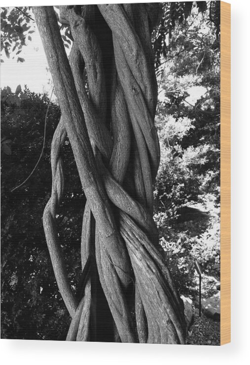 Tree Wood Print featuring the photograph Twisted Tree by Marty Klar