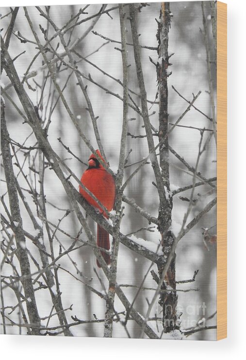 Northern Cardinal Wood Print featuring the photograph Waiting on Spring by Eunice Miller