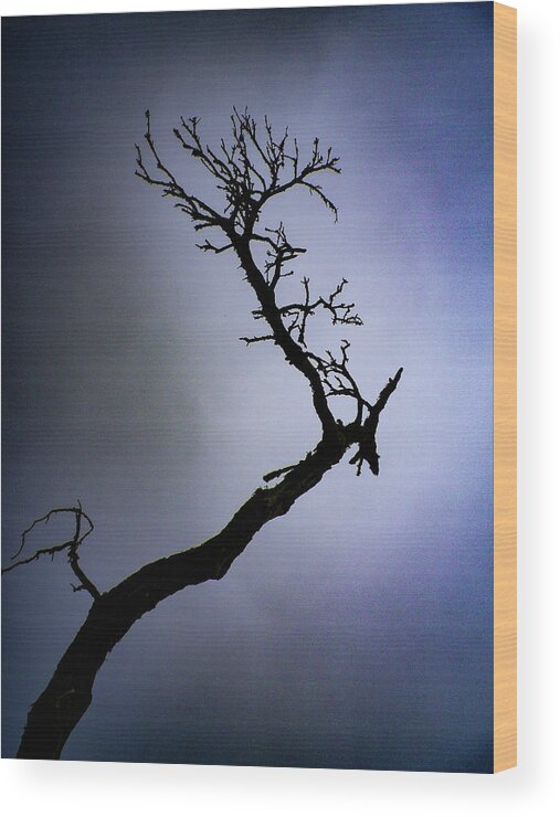 Branch Wood Print featuring the photograph Weathered Tree Branch Silhouette Bodmin Moor by Richard Brookes