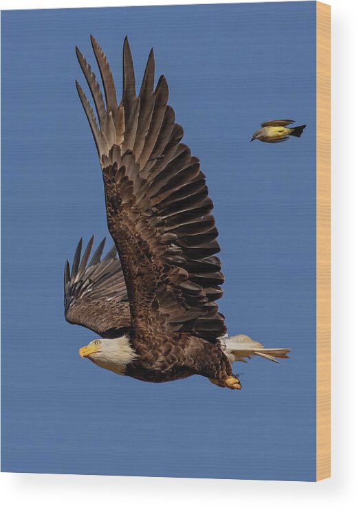 Bald Eagle Wood Print featuring the photograph What The by Beth Sargent