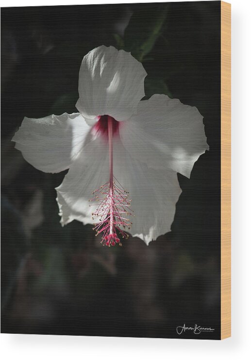 Hibiscus Wood Print featuring the photograph White Hibiscus by Aaron Burrows