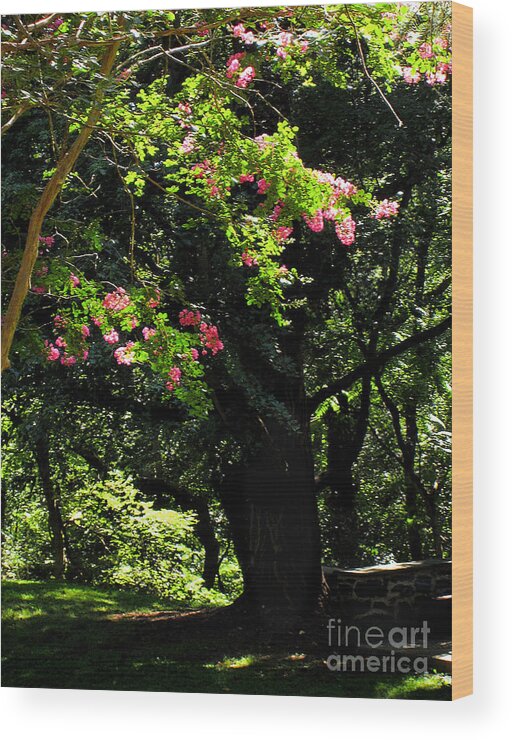 Summer Wood Print featuring the photograph Woodland Serenity No.2 by Steve Ember