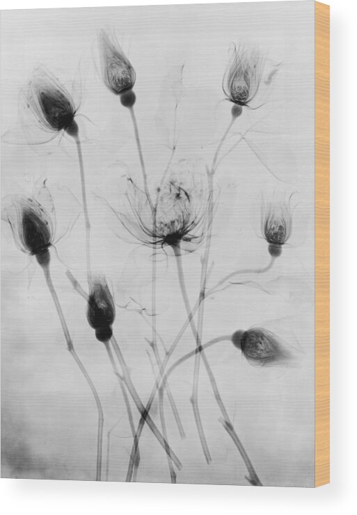 1910-1919 Wood Print featuring the photograph X-ray Eight Roses by Edward Charles Le Grice