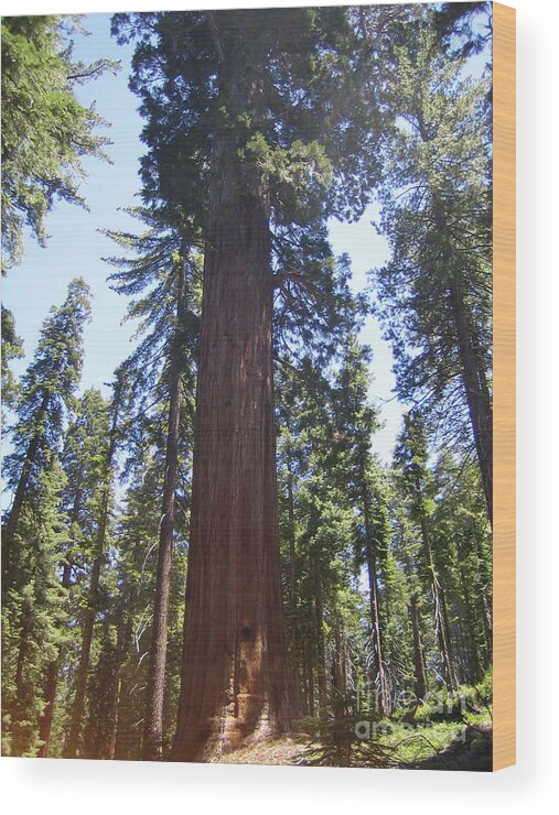 Yosemite Wood Print featuring the photograph Yosemite National Park Mariposa Grove Giant Ancient Trees View by John Shiron
