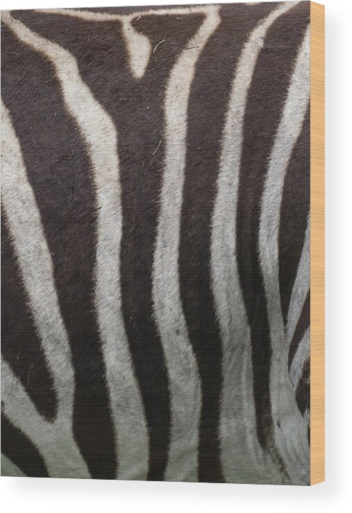 Zebra Wood Print featuring the photograph Zebra by Minnie Gallman