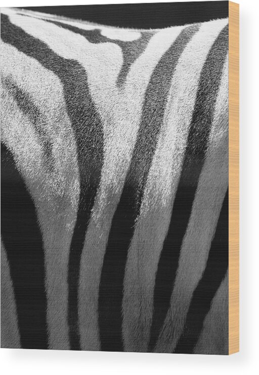 Animal Skin Wood Print featuring the photograph Zebra Stripes by Bill Varie