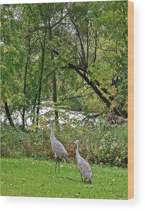 Sandhill Crane; Backyard; Birds; Wood Print featuring the photograph 2021 Fall Sandhill Cranes 8 by Janis Senungetuk