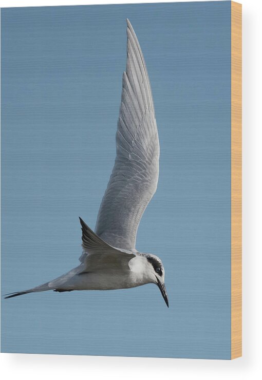 Forster's Tern Wood Print featuring the photograph Magical Patterns in the Blue Sky by Puttaswamy Ravishankar