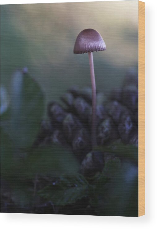 Fungi Wood Print featuring the photograph Mycena #1 by Natura Argazkitan