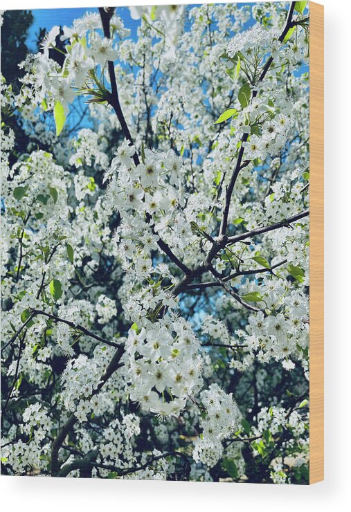 Springtime Wood Print featuring the photograph New Beginnings #1 by Matthew Seufer