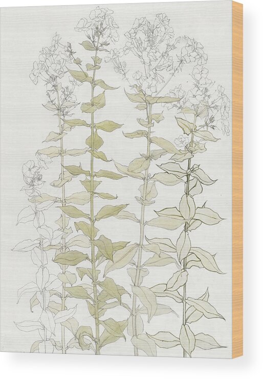 Antique Wood Print featuring the painting Phlox color sketch by Julie de Graag #1 by MotionAge Designs