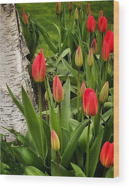 Tulips Wood Print featuring the photograph Spring Tulips #1 by Jerry Abbott