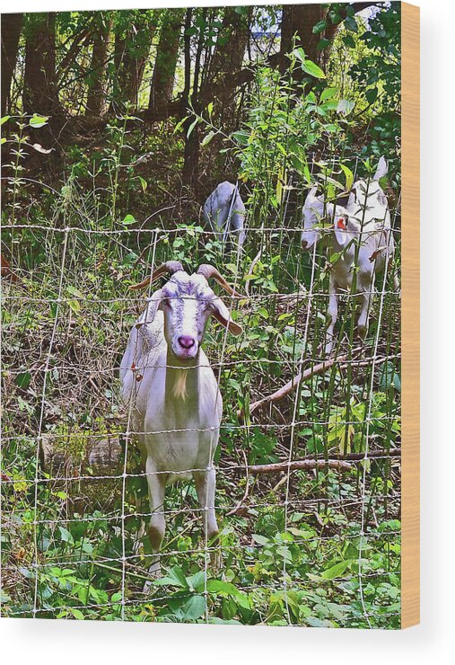 Goat Wood Print featuring the photograph 2021 Backyard Goats 5 by Janis Senungetuk