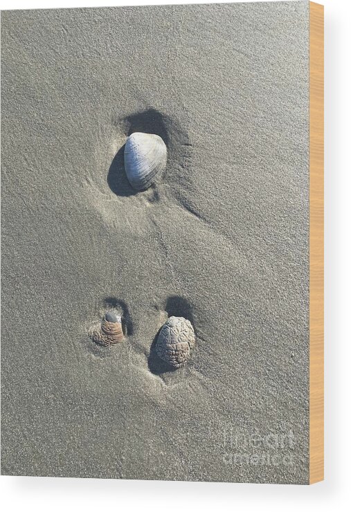 Seashells Wood Print featuring the photograph 3 Seashells by Mary Kobet
