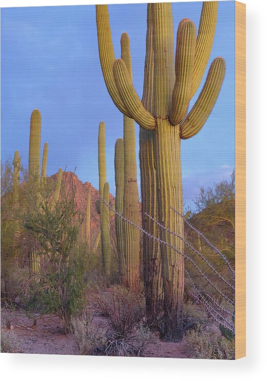 Tim Fitzharris Wood Print featuring the photograph Tucson Mountains, Saguaro National Park, Arizona #7 by Tim Fitzharris