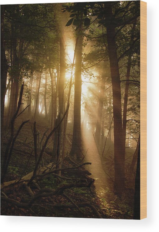 Forest Wood Print featuring the photograph A Guiding Light by Tricia Louque