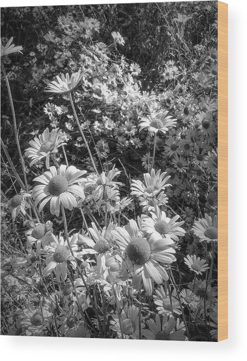 Spring Wood Print featuring the photograph A Meadow of Daisies in Black and White by Debra and Dave Vanderlaan