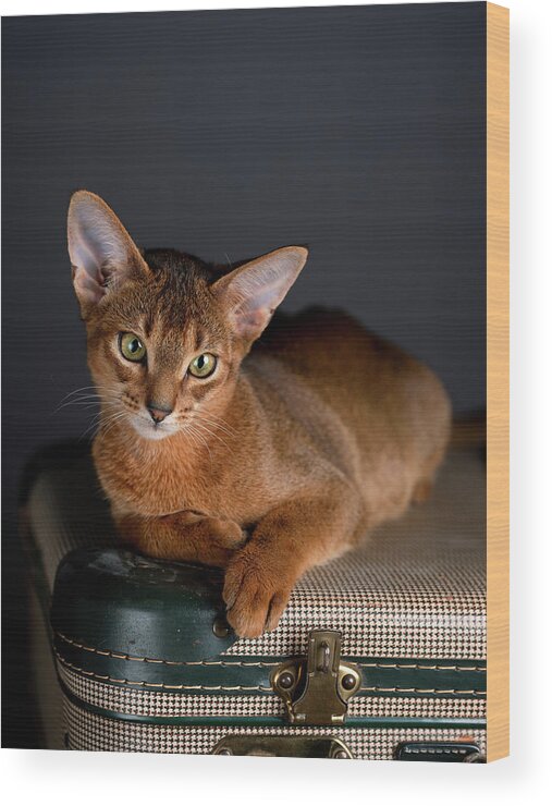 Abyssinian Wood Print featuring the photograph Abyssinian Kitten on Suitcase by Nailia Schwarz