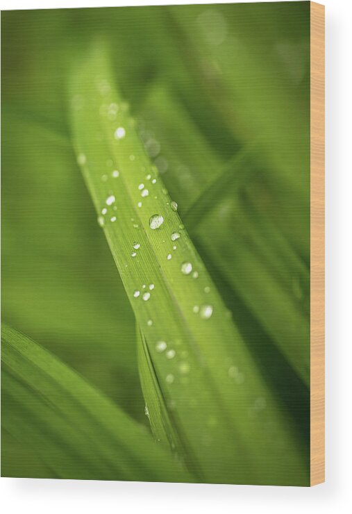 Mombretia Wood Print featuring the photograph After the rain by Average Images