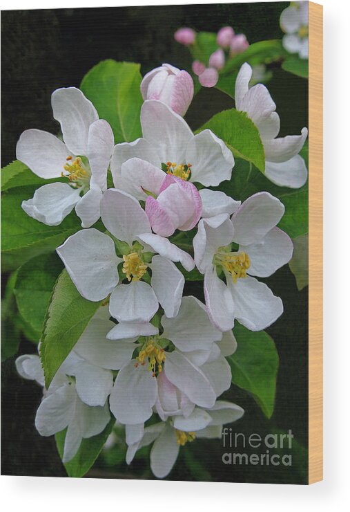 Blossoms Wood Print featuring the photograph Apple Blossom Time by Ann Horn