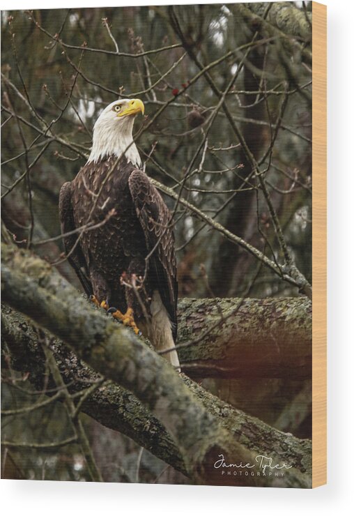 Bird Wood Print featuring the photograph Bald Eagle perched by Jamie Tyler