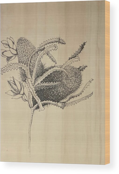 Ink Wood Print featuring the drawing Banksia by Franci Hepburn