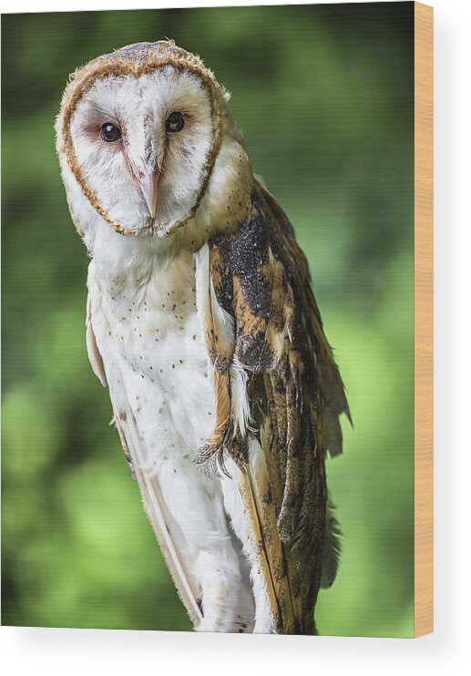 Raptors Owl Barn Owl Wood Print featuring the photograph Barn owl by Robert Miller