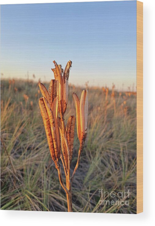 Beach Wood Print featuring the photograph Beach Lily Pods by Tracey Lee Cassin