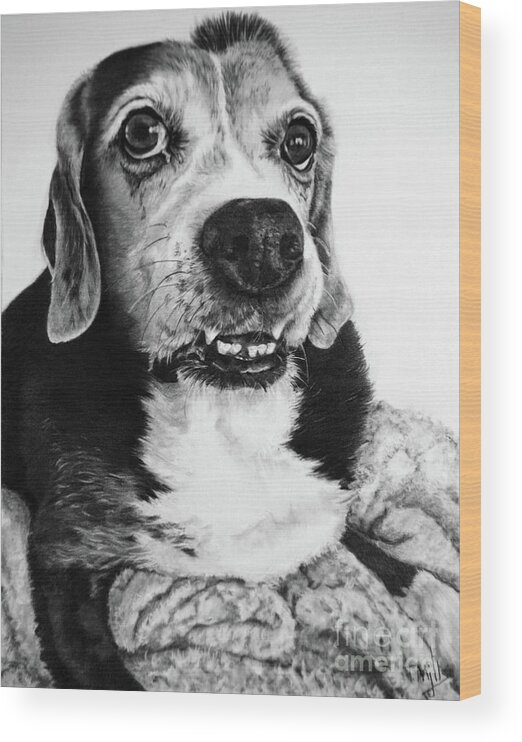 Dog Wood Print featuring the drawing Beagle Mix by Terri Mills