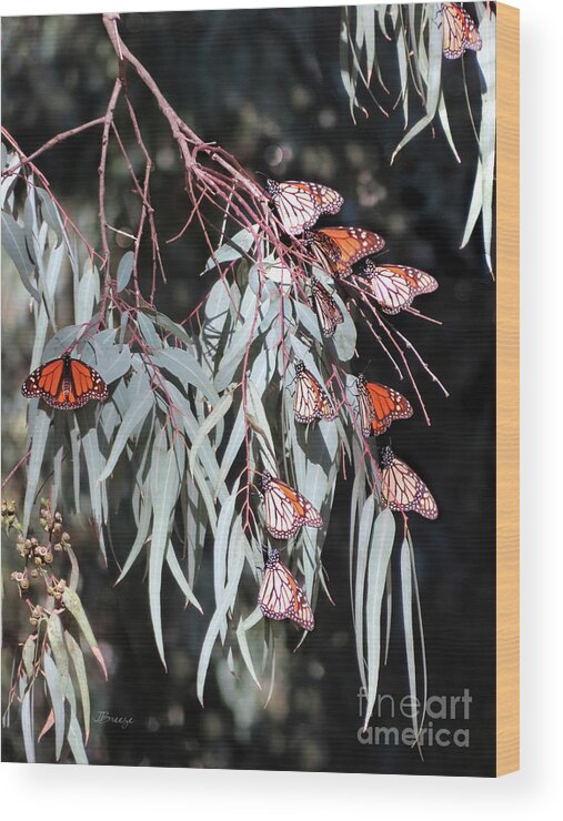 Butterfly Wood Print featuring the photograph Beauty and the Butterflies by Jennie Breeze