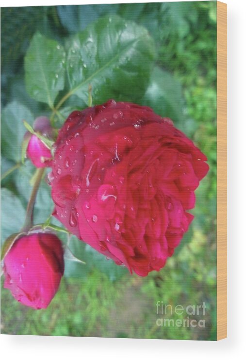 Raindrops Wood Print featuring the photograph Beauty Of Red Rose II by Leonida Arte