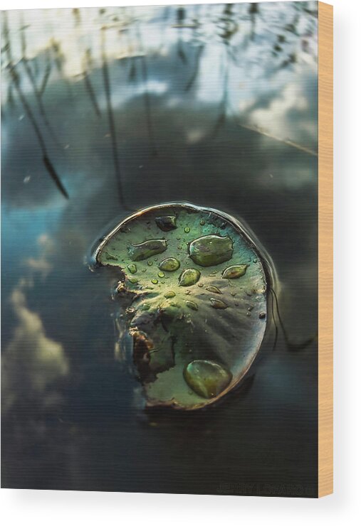 Water Lily Wood Print featuring the photograph Bedazzled by Jerry LoFaro