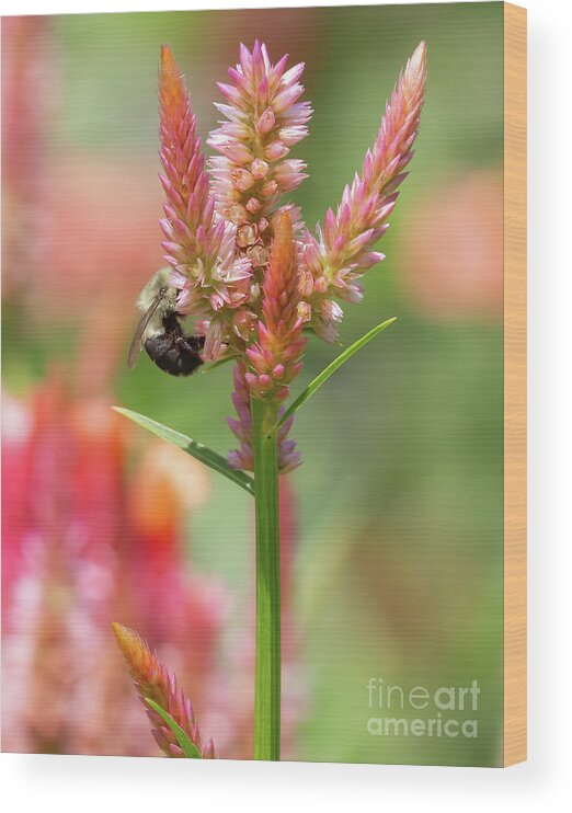 Bee Wood Print featuring the photograph Bee on Celosia Flower by Chris Scroggins