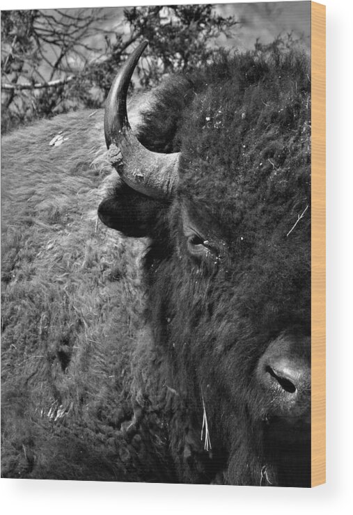 Bison Wood Print featuring the photograph Bison Bull 12 Black and White by Amanda R Wright