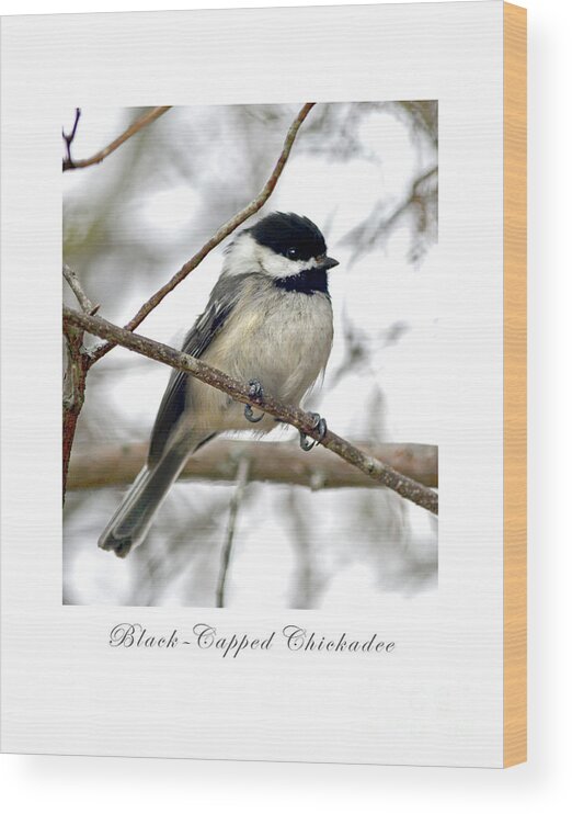 Bird Wood Print featuring the photograph Black-Capped Chickadee Print by Dianne Morgado