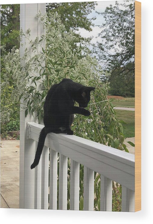 Black Cat Wood Print featuring the photograph Black Cat Bathing by Valerie Collins