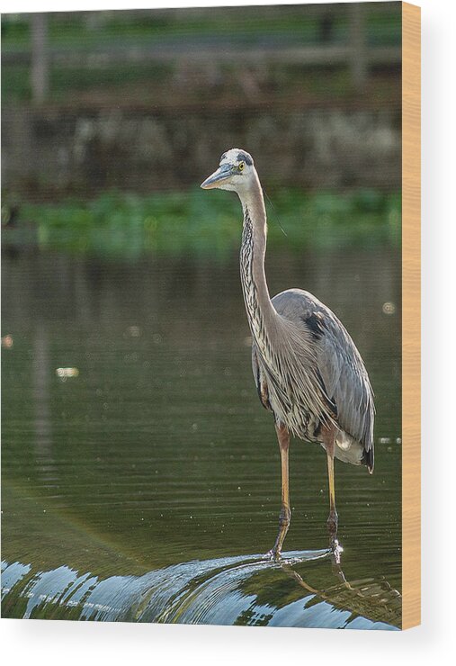 Blue Heron Wood Print featuring the photograph Blue Heron in Clinton Township by GeeLeesa