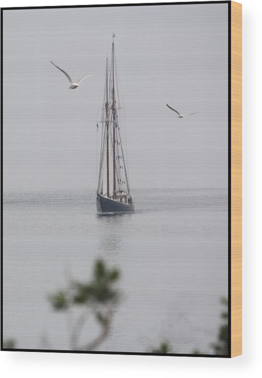 Bluenose Ll In The Bay Of Fundy Sailing Shop Sail Fog Calm Afloat Nova Scotia Digby Neck Bluenose Ll And Gulls Wood Print featuring the photograph Bluenose ll and Gulls by David Matthews