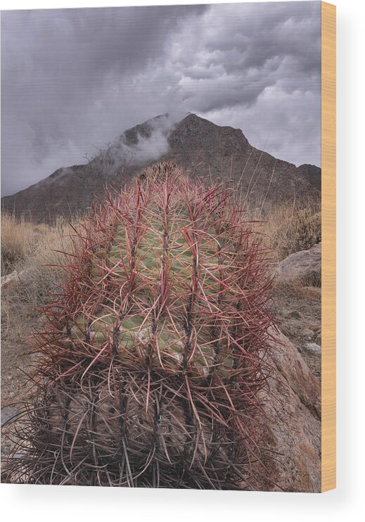 San Diego Wood Print featuring the photograph California Barrel Cactus and Clouds by William Dunigan