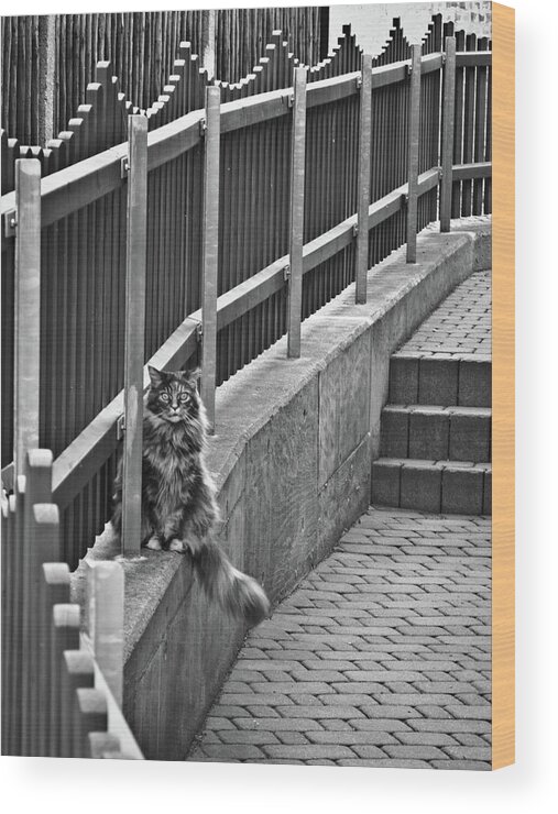 Germany Wood Print featuring the photograph Cat on a fence by Naomi Maya
