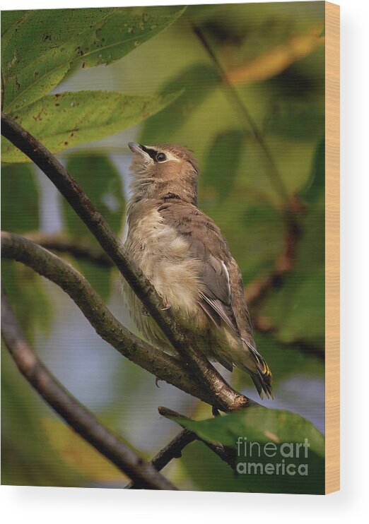 Waxwings Wood Print featuring the photograph Cedar Waxwing Baby by Chris Scroggins